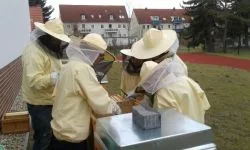 Bienen_AG_2
