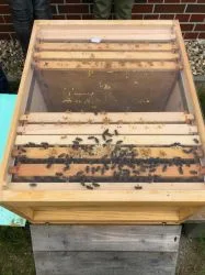 Bienen_AG_6