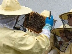 Bienen_AG_9