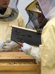 Bienen_AG_8