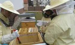 Bienen_AG_1