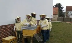 Bienen_AG_3